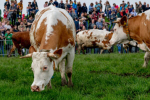 044-2018-04-15 Dansende Koeien