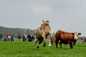 045-2018-04-15 Dansende Koeien