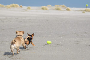 046-2018-03-31 Puppy shoot op de Zandmotor