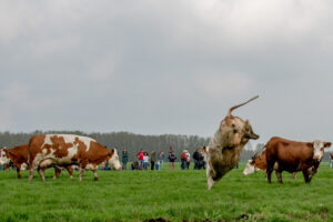 046-2018-04-15 Dansende Koeien