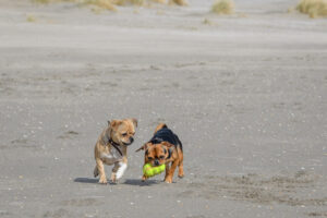 047-2018-03-31 Puppy shoot op de Zandmotor