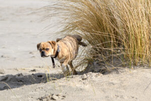 048-2018-03-31 Puppy shoot op de Zandmotor