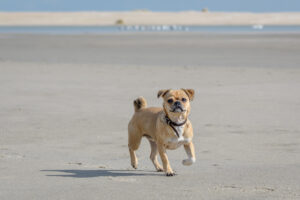 049-2018-03-31 Puppy shoot op de Zandmotor