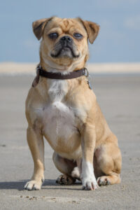 050-2018-03-31 Puppy shoot op de Zandmotor