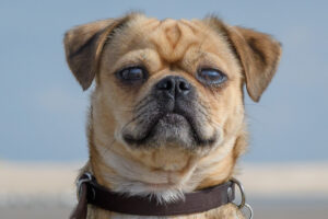 051-2018-03-31 Puppy shoot op de Zandmotor