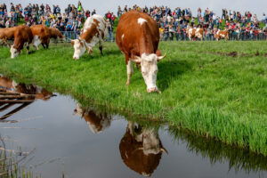 051-2018-04-15 Dansende Koeien