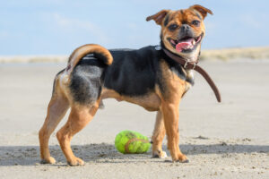 052-2018-03-31 Puppy shoot op de Zandmotor