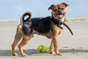 053-2018-03-31 Puppy shoot op de Zandmotor