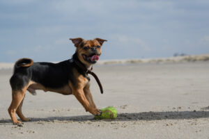054-2018-03-31 Puppy shoot op de Zandmotor