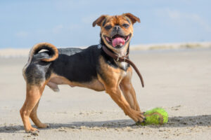 055-2018-03-31 Puppy shoot op de Zandmotor