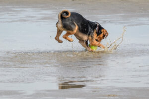 057-2018-03-31 Puppy shoot op de Zandmotor