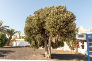 057-2019-12-10 Weekje Lanzarote