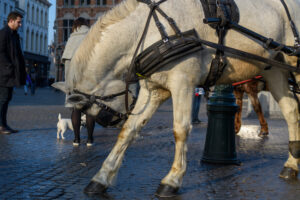 058-2018-01-14 Carnaval Brugge