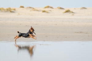 058-2018-03-31 Puppy shoot op de Zandmotor