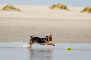 059-2018-03-31 Puppy shoot op de Zandmotor