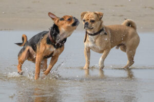 060-2018-03-31 Puppy shoot op de Zandmotor