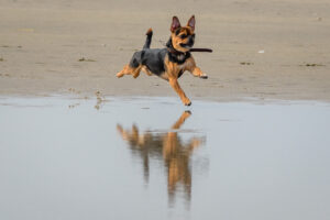061-2018-03-31 Puppy shoot op de Zandmotor
