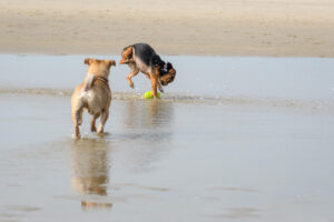 062-2018-03-31 Puppy shoot op de Zandmotor