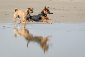 063-2018-03-31 Puppy shoot op de Zandmotor