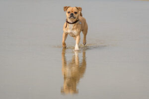 064-2018-03-31 Puppy shoot op de Zandmotor