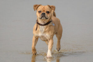 065-2018-03-31 Puppy shoot op de Zandmotor