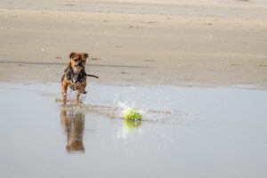 067-2018-03-31 Puppy shoot op de Zandmotor
