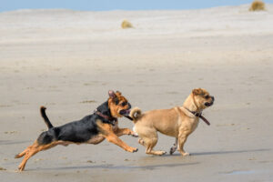 068-2018-03-31 Puppy shoot op de Zandmotor