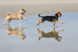 069-2018-03-31 Puppy shoot op de Zandmotor