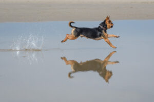 070-2018-03-31 Puppy shoot op de Zandmotor