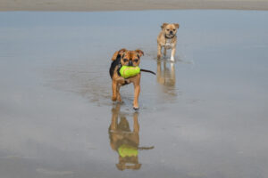 072-2018-03-31 Puppy shoot op de Zandmotor