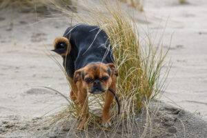 073-2018-03-31 Puppy shoot op de Zandmotor