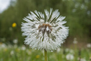 073-2019-04-28 Westerpark