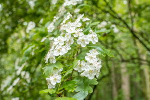 081-2019-04-28 Westerpark