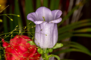 086-2019-06-16 Bloemetje van Iris