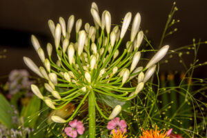 096-2019-06-16 Bloemetje van Iris