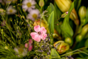 097-2019-06-16 Bloemetje van Iris