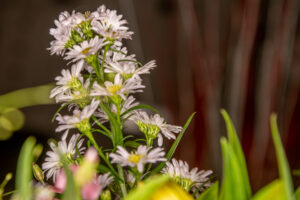 099-2019-06-16 Bloemetje van Iris