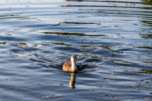 105-2019-06-23 Bokkefort