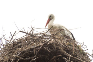 2018-05-12 Ooievaar - 20180512-2581-147206