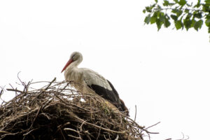 2018-05-12 Ooievaar - 20180512-2581-147208