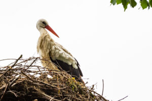 2018-05-12 Ooievaar - 20180512-2581-147220