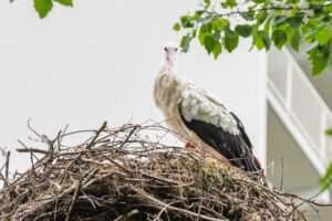2018-05-12 Ooievaar - 20180512-2581-147231