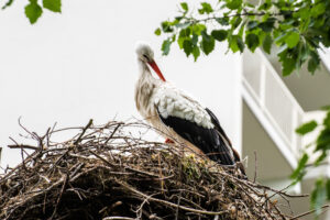 2018-05-12 Ooievaar - 20180512-2581-147236