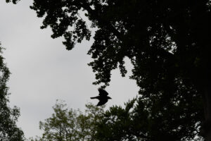 2018-05-12 Ooievaar - 20180512-2581-147242