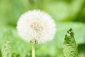 2018-05-12 Ooievaar - 20180512-2581-147253