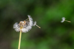 2018-05-12 Ooievaar - 20180512-2581-147313