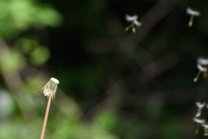 2018-05-12 Ooievaar - 20180512-2581-147324