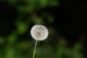 2018-05-12 Ooievaar - 20180512-2581-147342