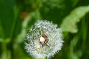 2018-05-12 Ooievaar - 20180512-2581-147357