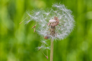 2018-05-12 Ooievaar - 20180512-2581-147359